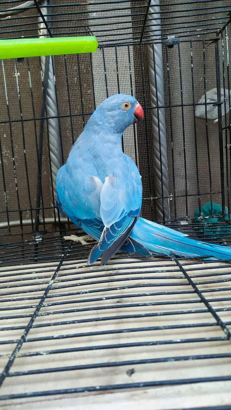 Cobalt Ring Neck Male — photo 2
