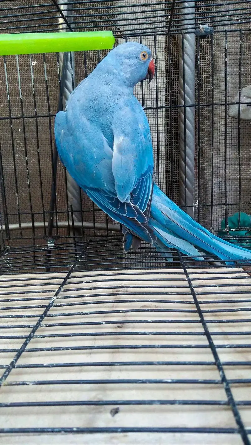 Cobalt Ring Neck Male — photo 3