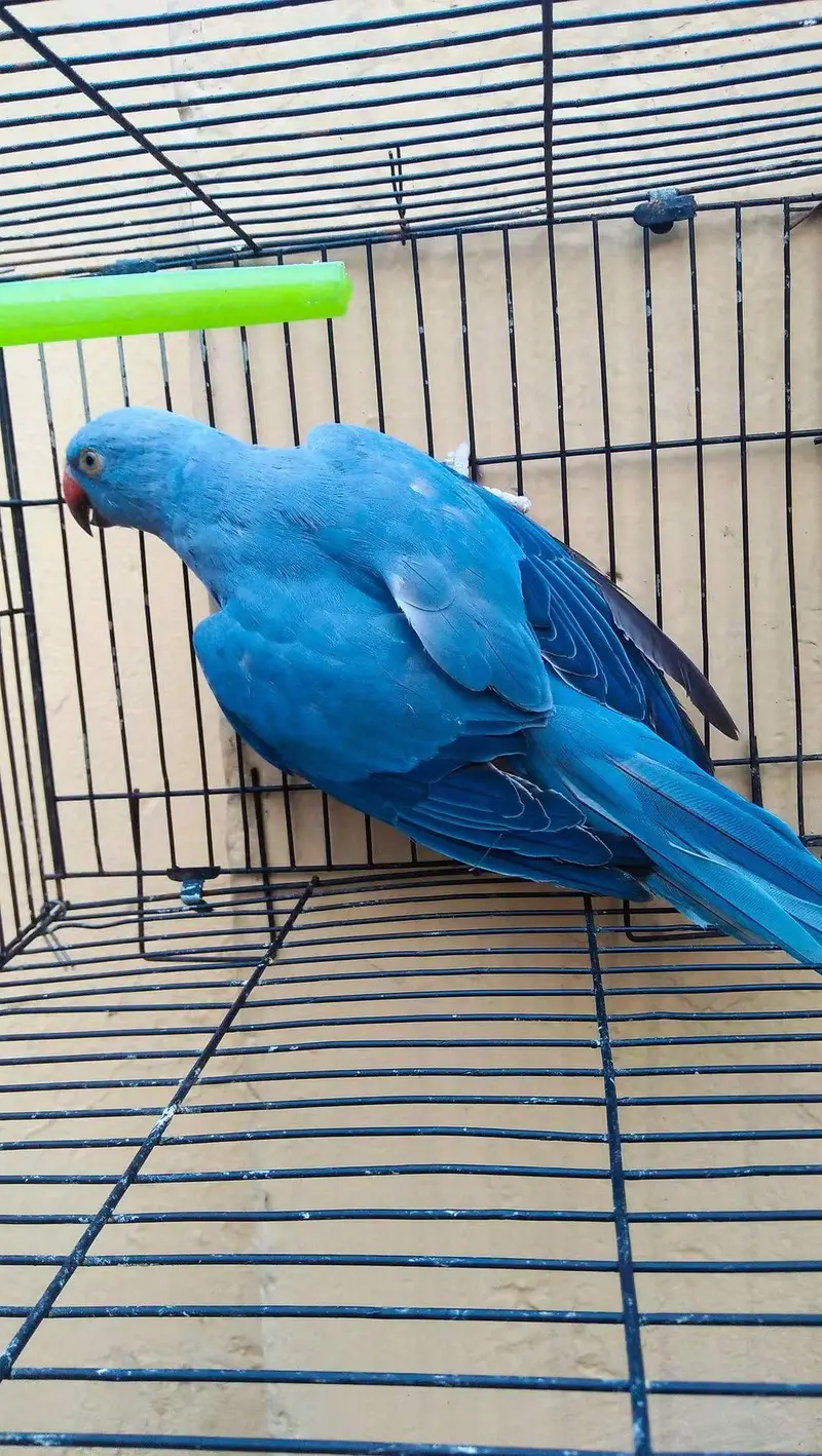 Cobalt Ring Neck Male — photo 4