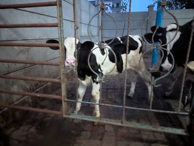 Holisten frezian cow wacha breeder