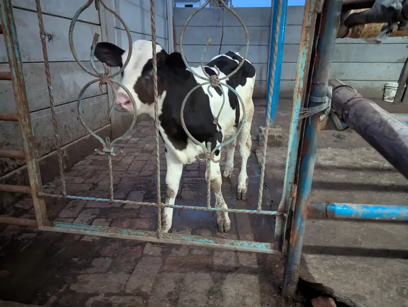 Holisten frezian cow wacha breeder — photo 2