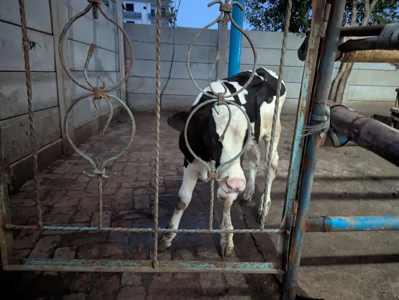 Holisten frezian cow wacha breeder — photo 3