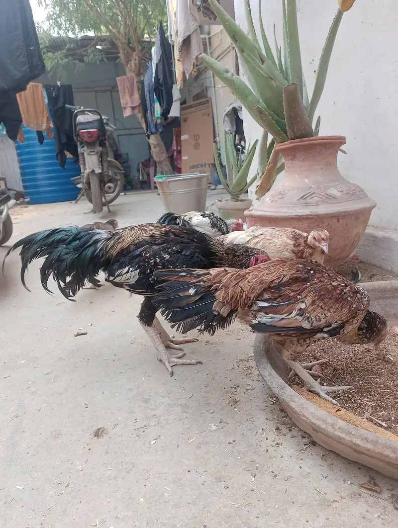 Aseel Miawali — photo 10