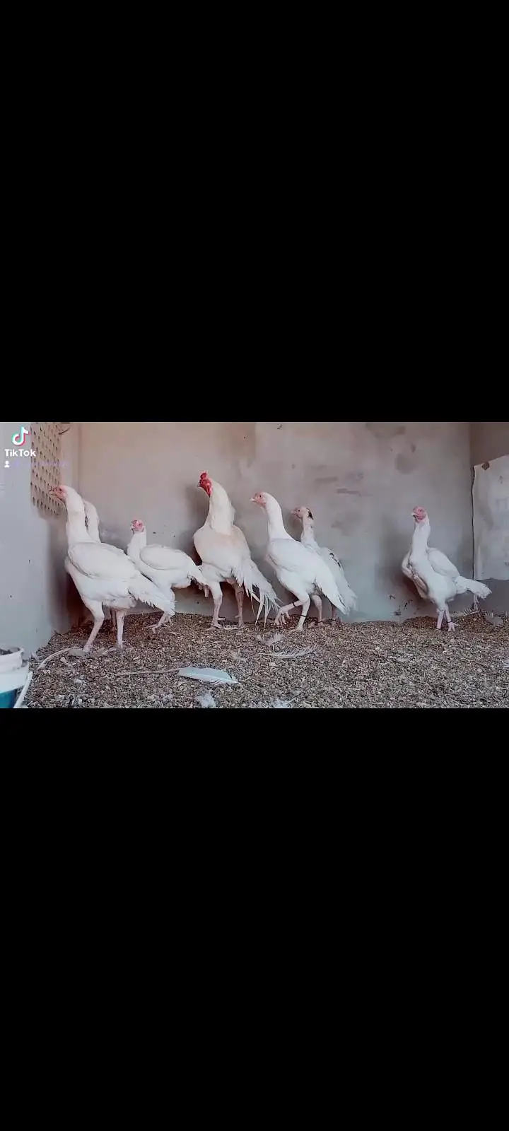 aseel Heera for sale — photo 2