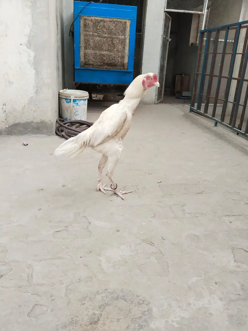 aseel Heera for sale — photo 7