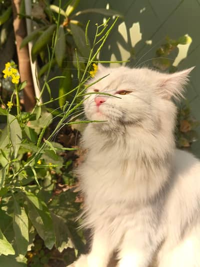 White female double coat Persian Cat for sale