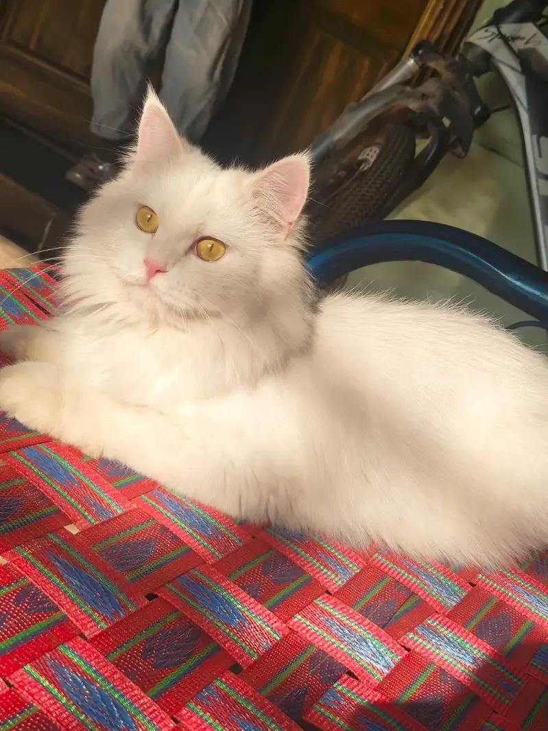 White female double coat Persian Cat for sale — photo 2