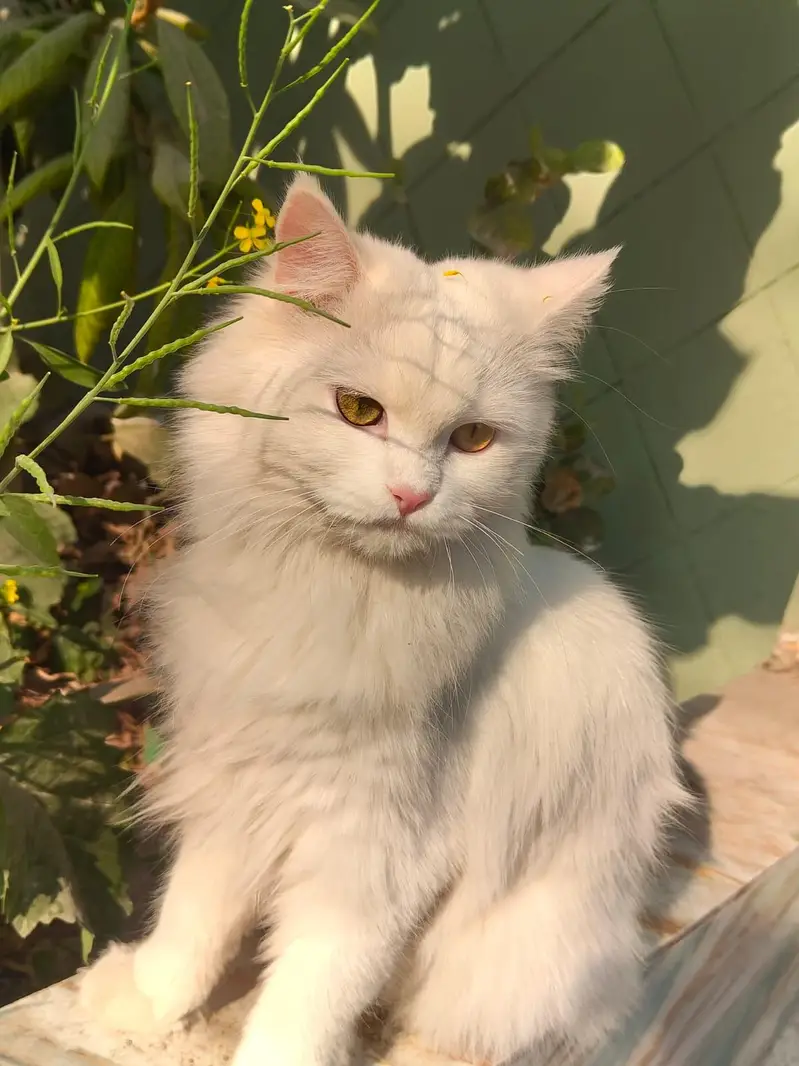 White female double coat Persian Cat for sale — photo 3