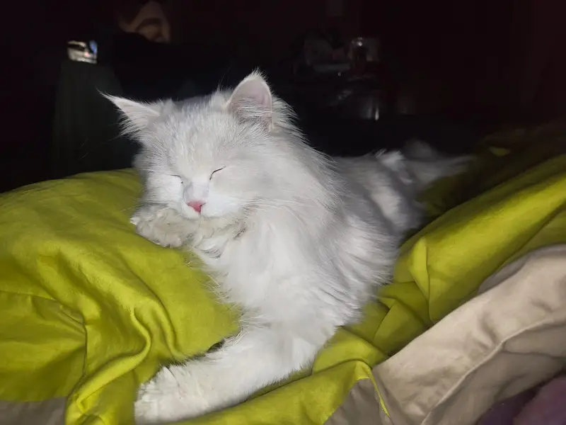 White female double coat Persian Cat for sale — photo 4