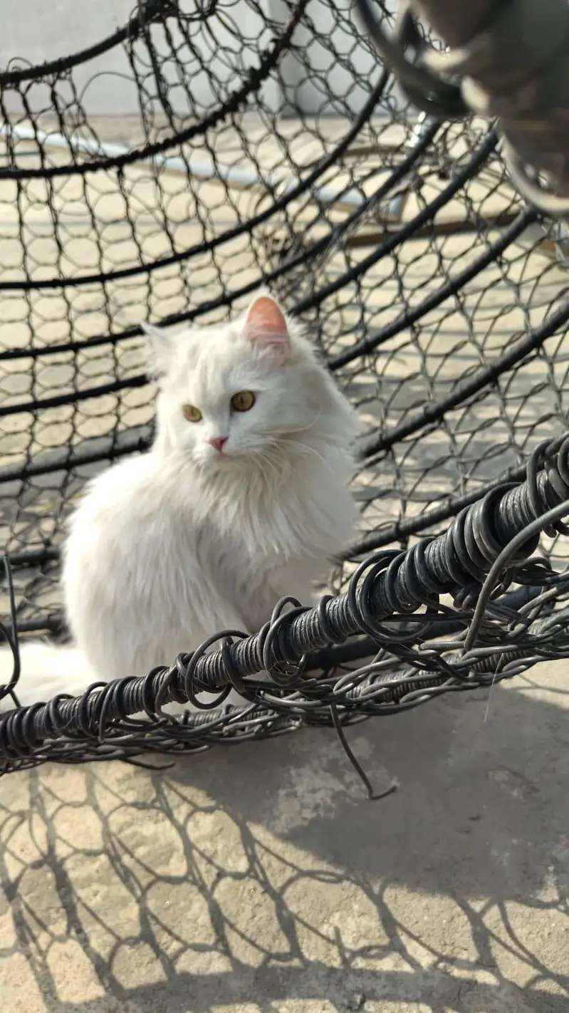 White female double coat Persian Cat for sale — photo 5