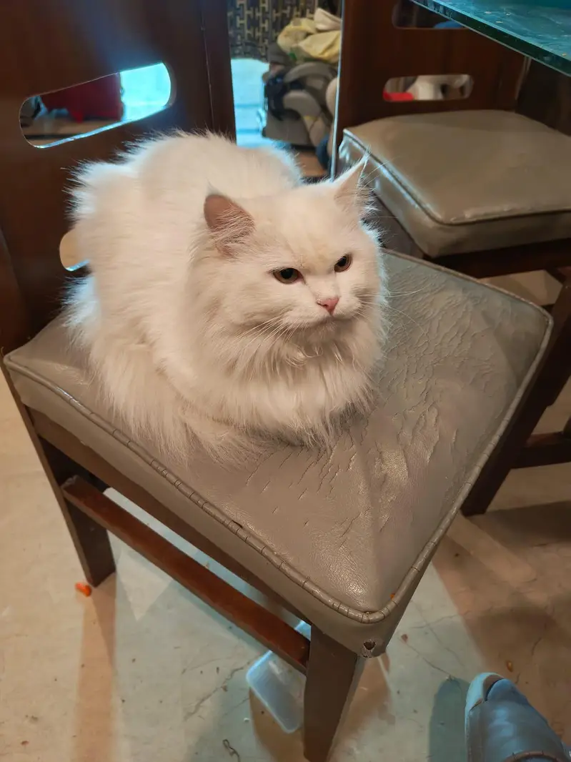 White female double coat Persian Cat for sale — photo 6