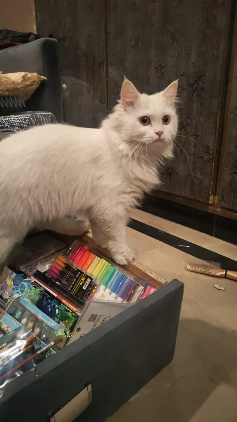 White female double coat Persian Cat for sale — photo 7