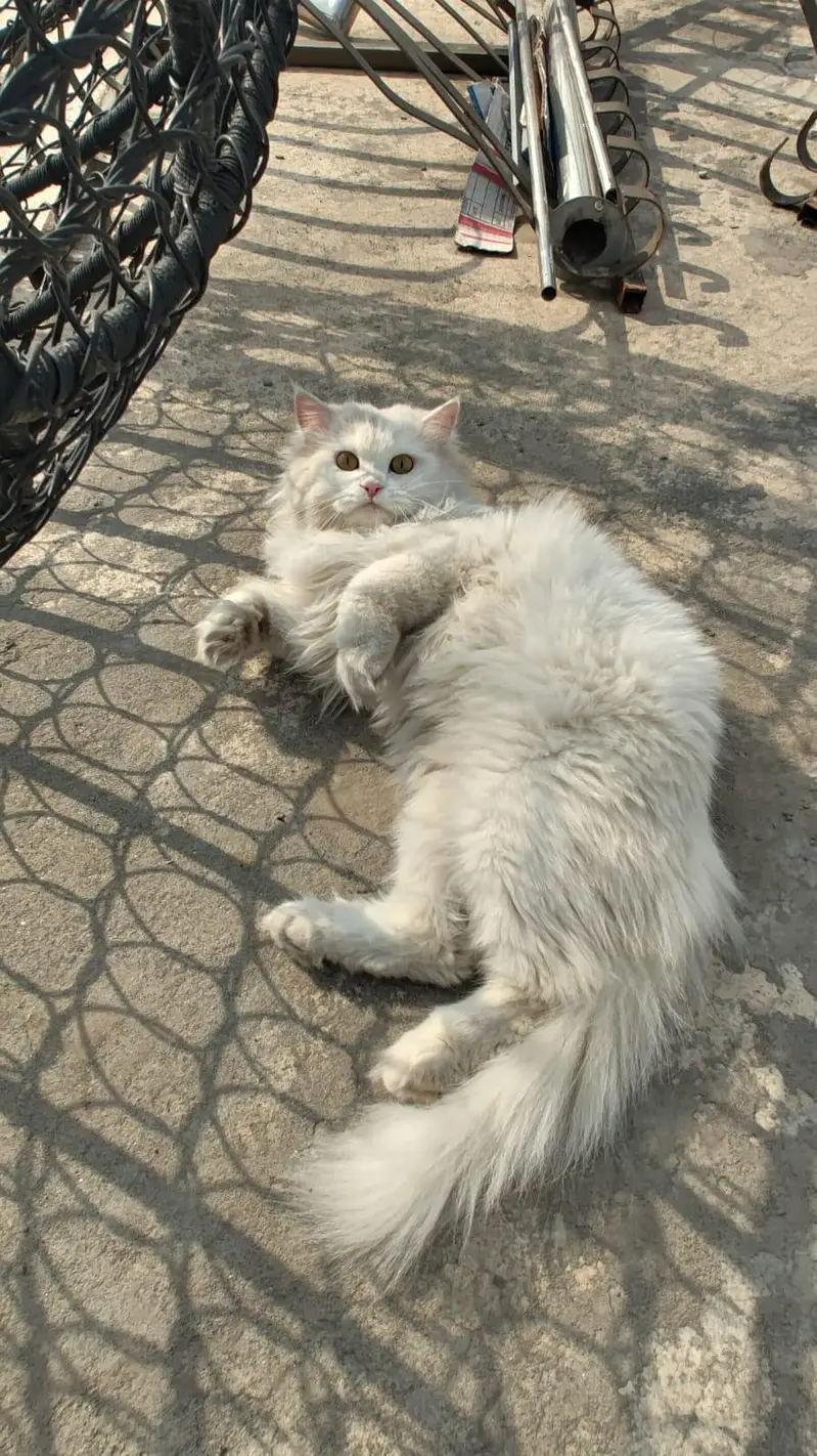 White female double coat Persian Cat for sale — photo 8