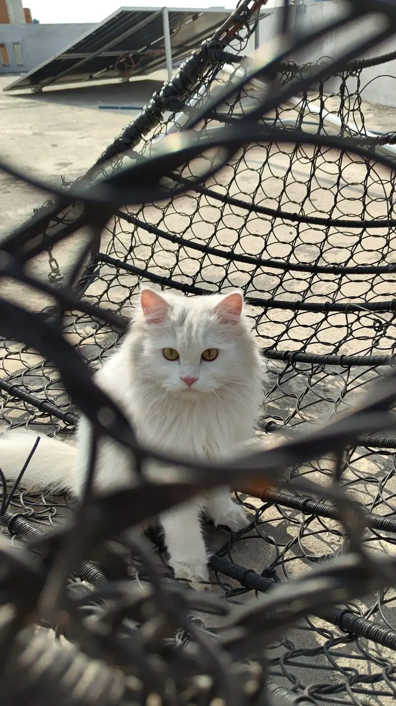White female double coat Persian Cat for sale — photo 9