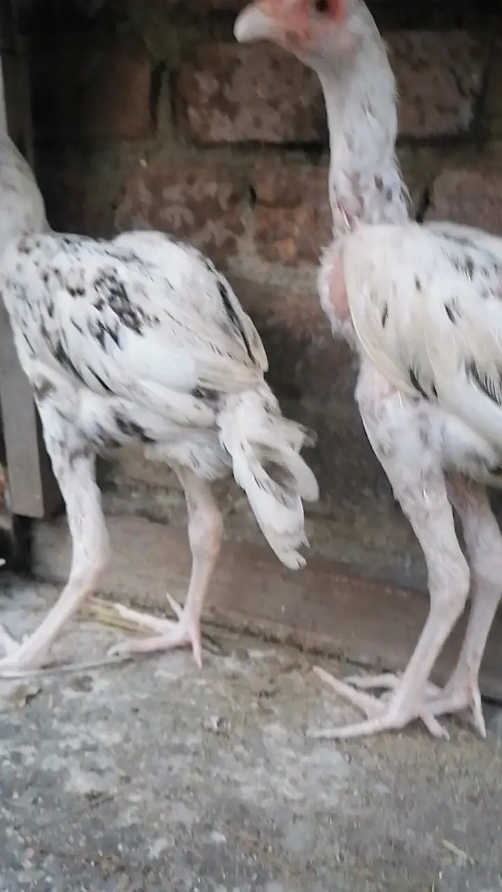 Cheena aseel pair — photo 3