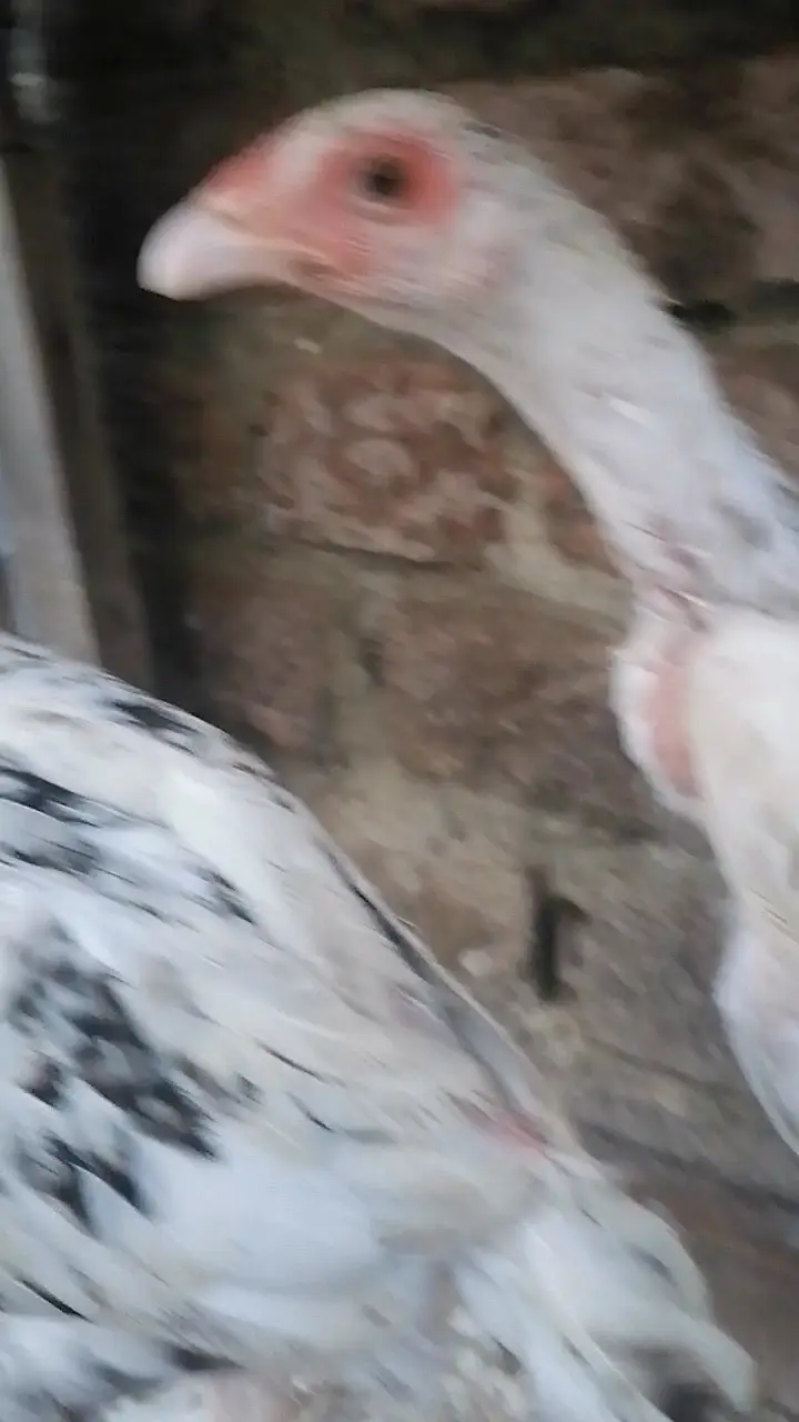 Cheena aseel pair — photo 4