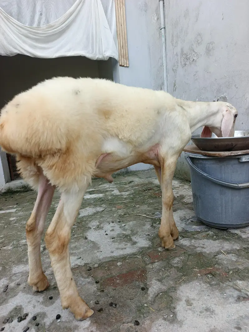 Gulabi Bacha For Sale — photo 2