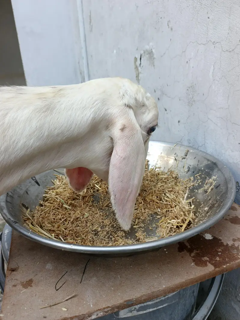Gulabi Bacha For Sale — photo 5