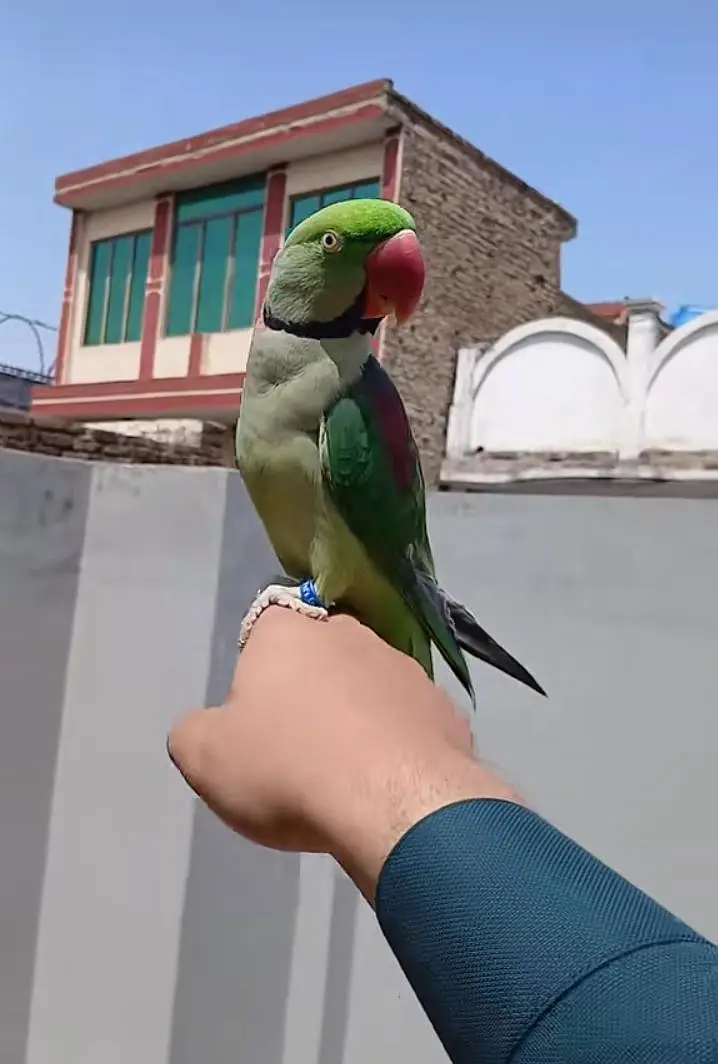 Kashmiri raw parrot for sale and time vice train vaccine mukammal — photo 2