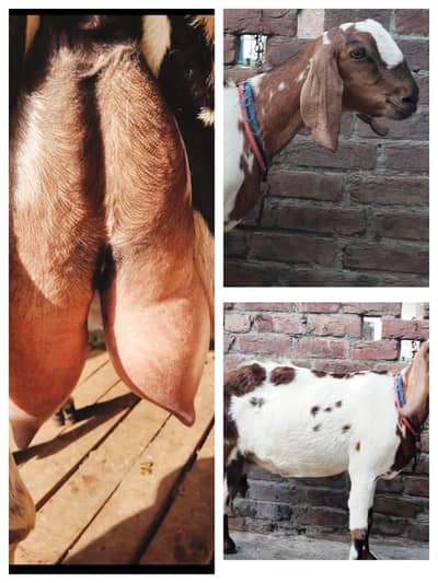 dodh wali bakri 1.5 litr milk daily