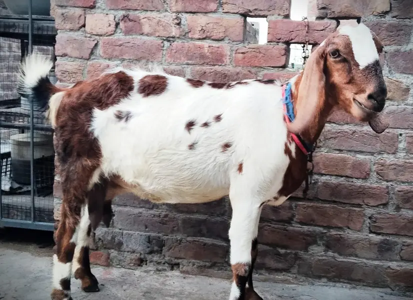 dodh wali bakri 1.5 litr milk daily — photo 2