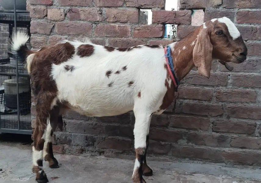 dodh wali bakri 1.5 litr milk daily — photo 3