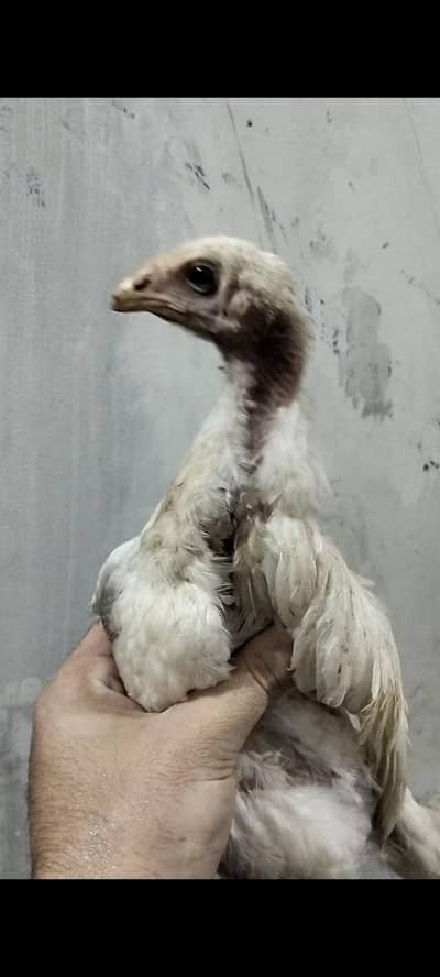 White Shamo Pathi For Sale