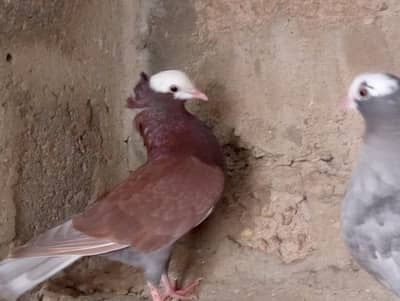 mukhi,mokhi,mokhe,fancy pigeon,kantakash