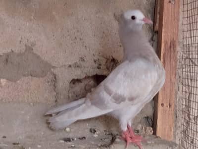 mukhi,mokhi,mokhe,fancy pigeon,kantakash