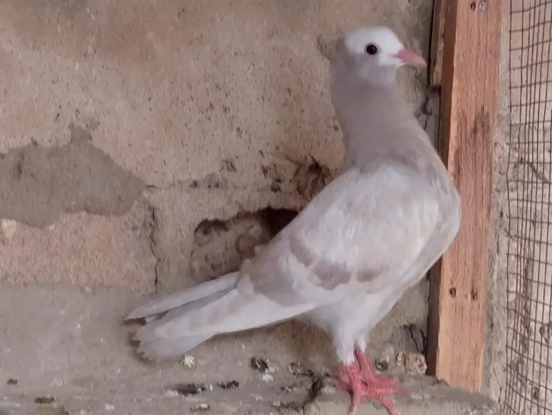 mukhi,mokhi,mokhe,fancy pigeon,kantakash — photo 2