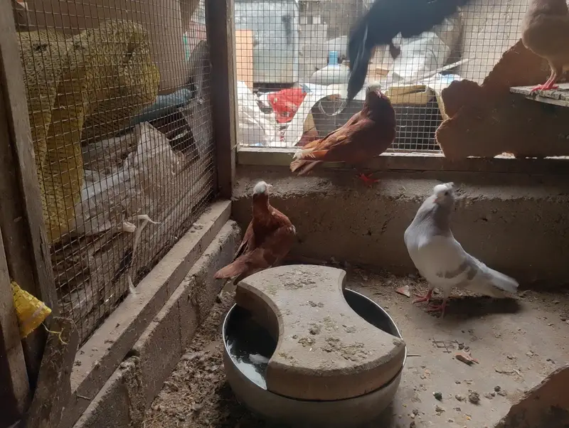 mukhi,mokhi,mokhe,fancy pigeon,kantakash — photo 3