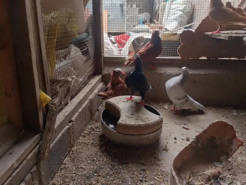 mukhi,mokhi,mokhe,fancy pigeon,kantakash — photo 4