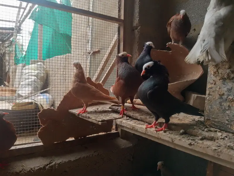 mukhi,mokhi,mokhe,fancy pigeon,kantakash — photo 5