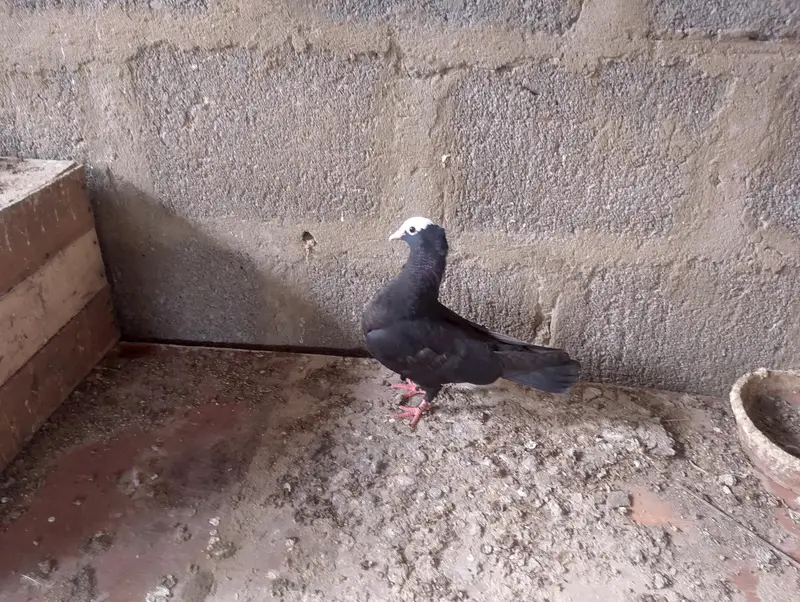mukhi,mokhi,mokhe,fancy pigeon,kantakash — photo 6