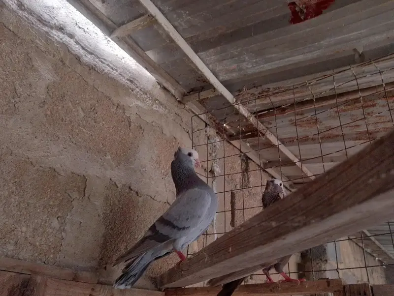 mukhi,mokhi,mokhe,fancy pigeon,kantakash — photo 7