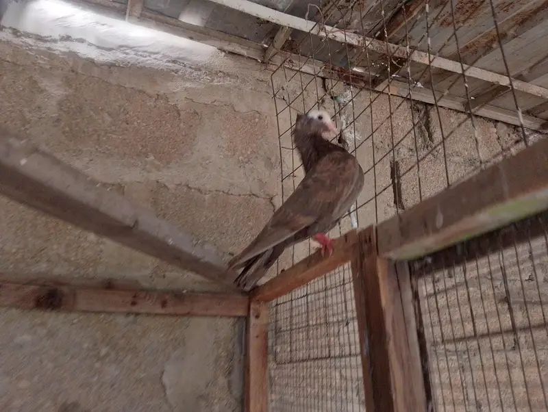 mukhi,mokhi,mokhe,fancy pigeon,kantakash — photo 8