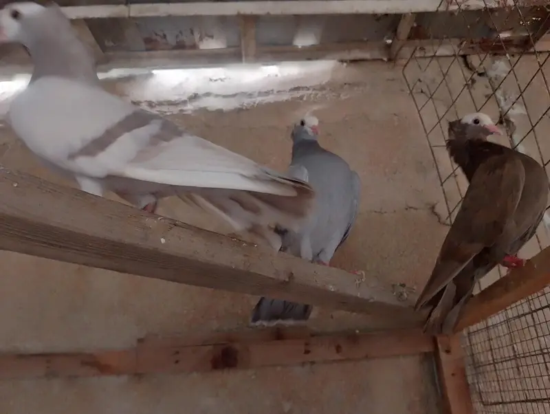 mukhi,mokhi,mokhe,fancy pigeon,kantakash — photo 9