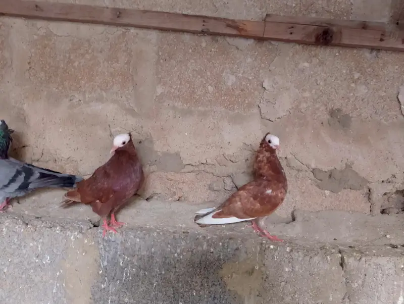 mukhi,mokhi,mokhe,fancy pigeon,kantakash — photo 10