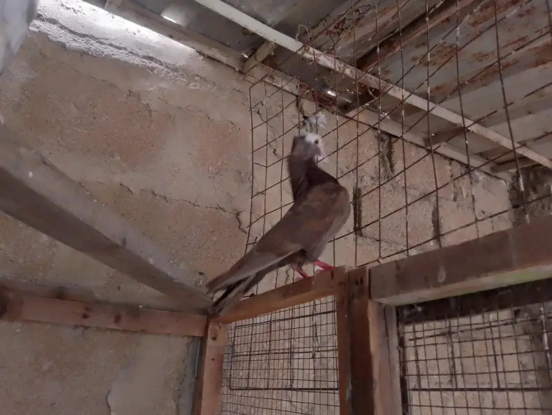 mukhi,mokhi,mokhe,fancy pigeon,kantakash — photo 11
