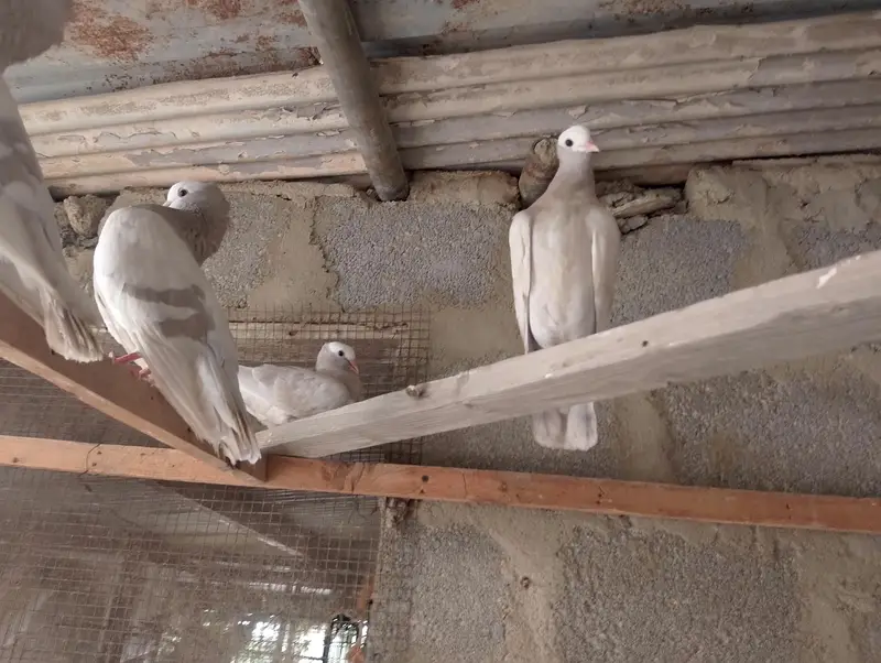 mukhi,mokhi,mokhe,fancy pigeon,kantakash — photo 12