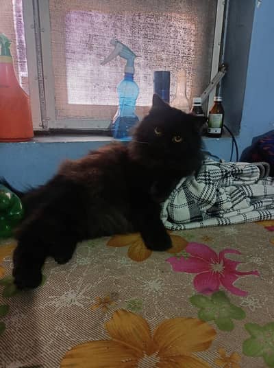 Persian kitten | Siamese | Blue Eyes | white| Cat | Persian | cat