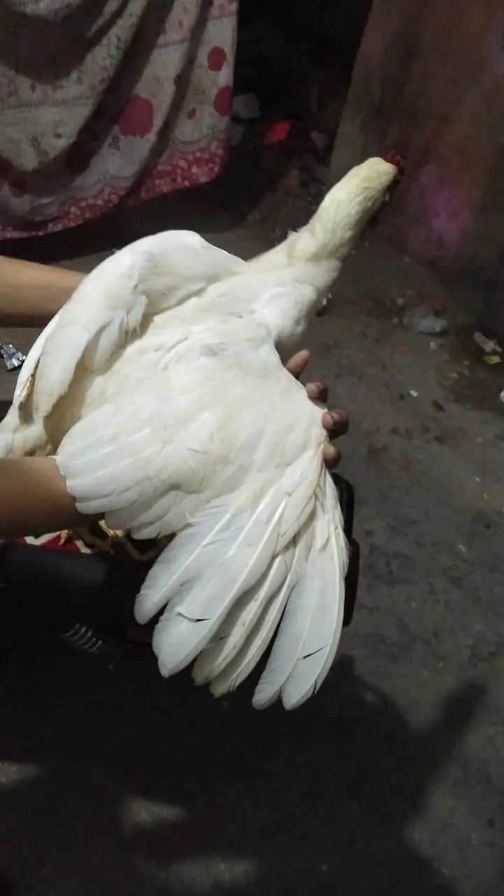 Heera aseel patha — photo 3