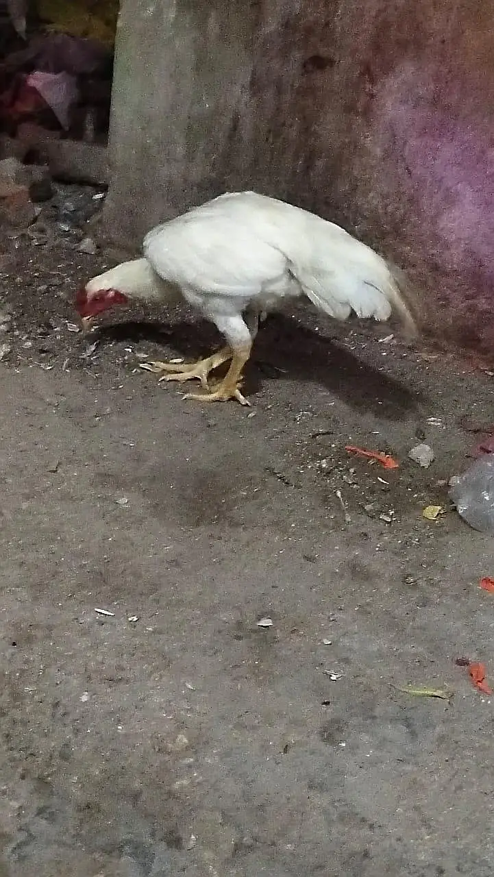Heera aseel patha — photo 6