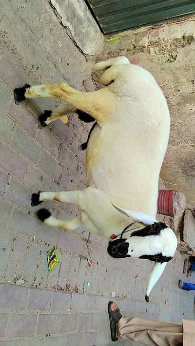 Nasal.  sakhi sarvar