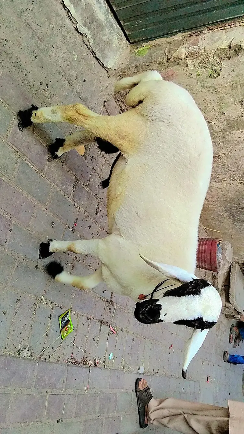 Nasal.  sakhi sarvar