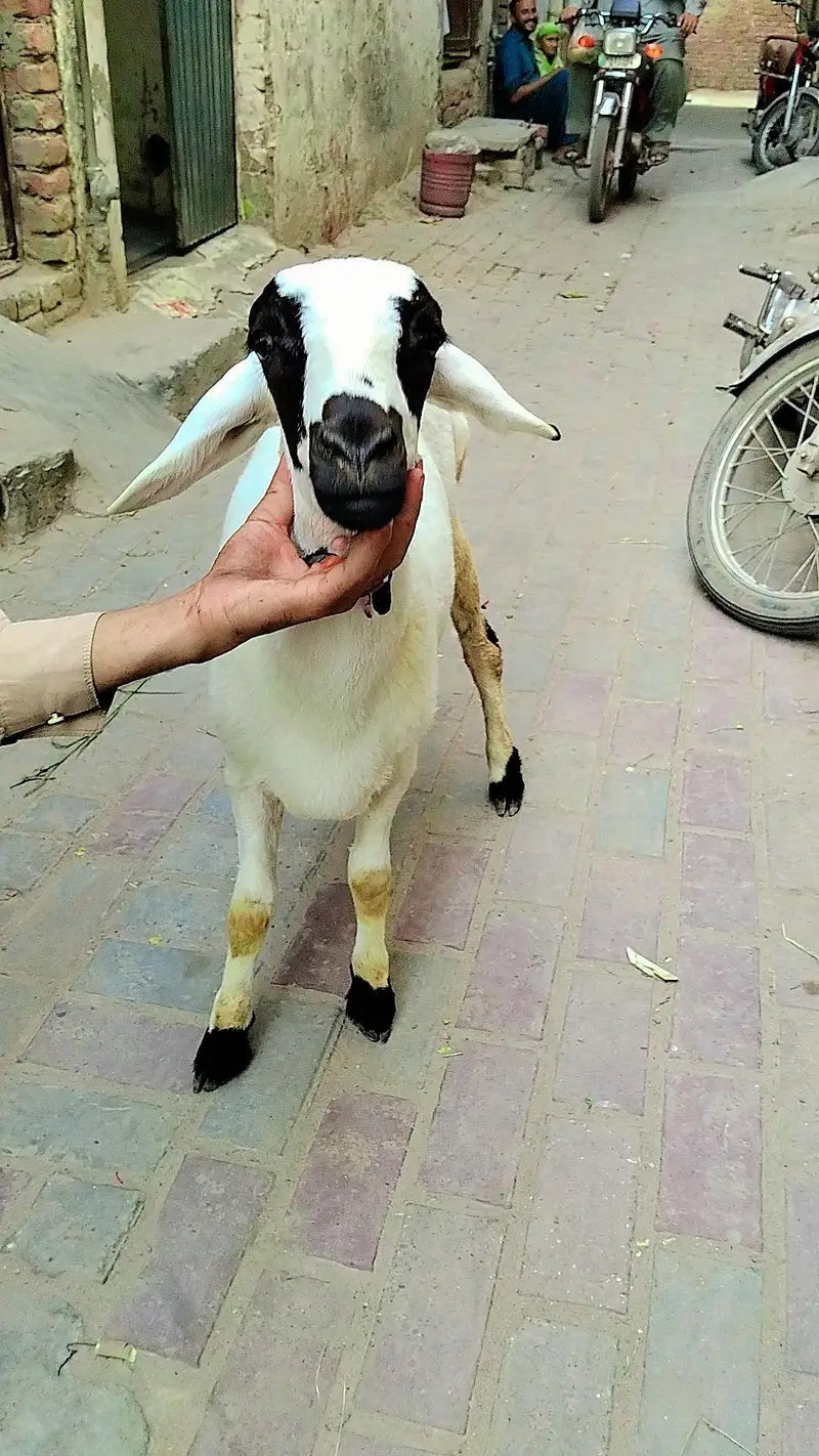 Nasal.  sakhi sarvar — photo 2
