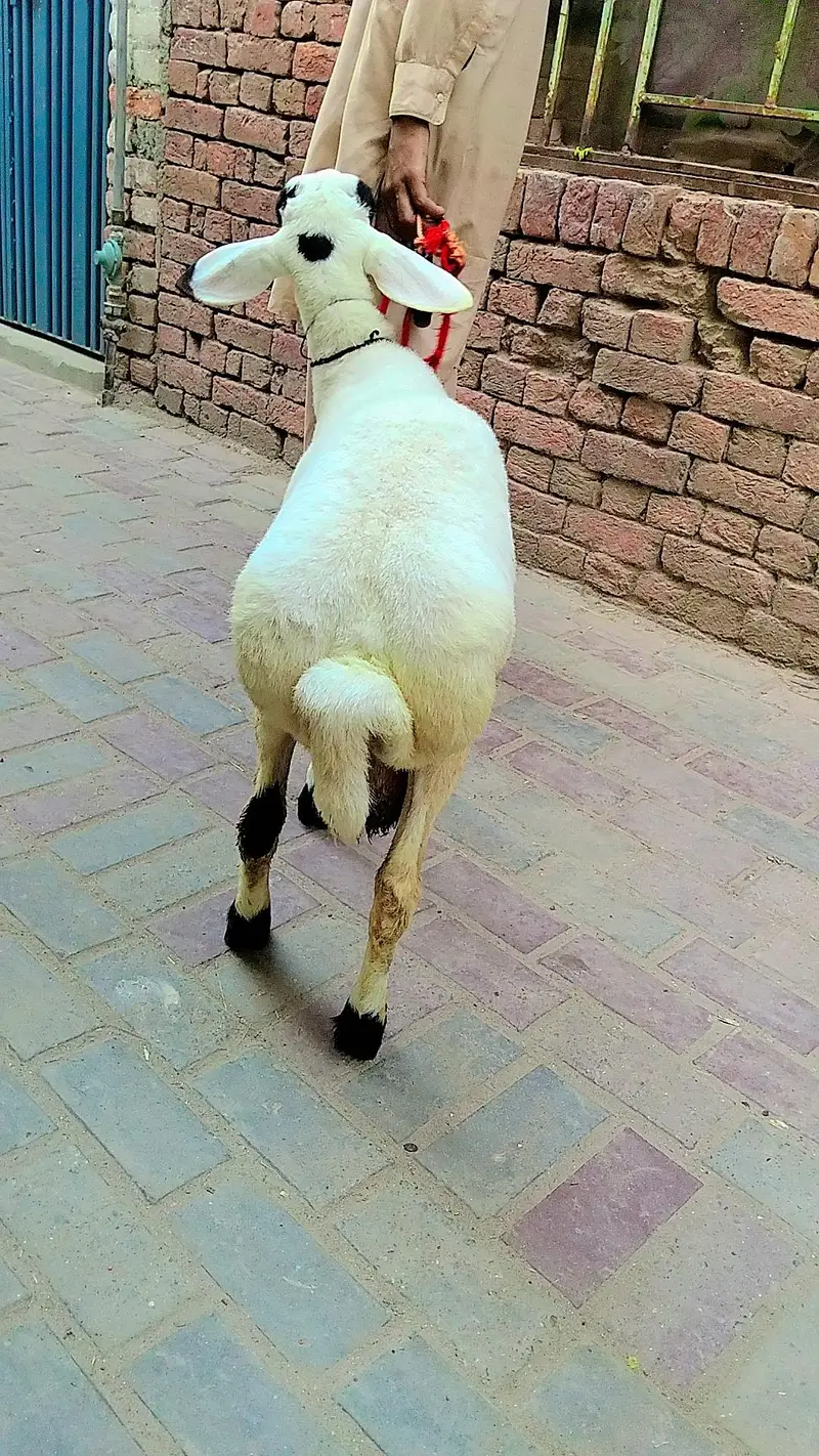 Nasal.  sakhi sarvar — photo 3