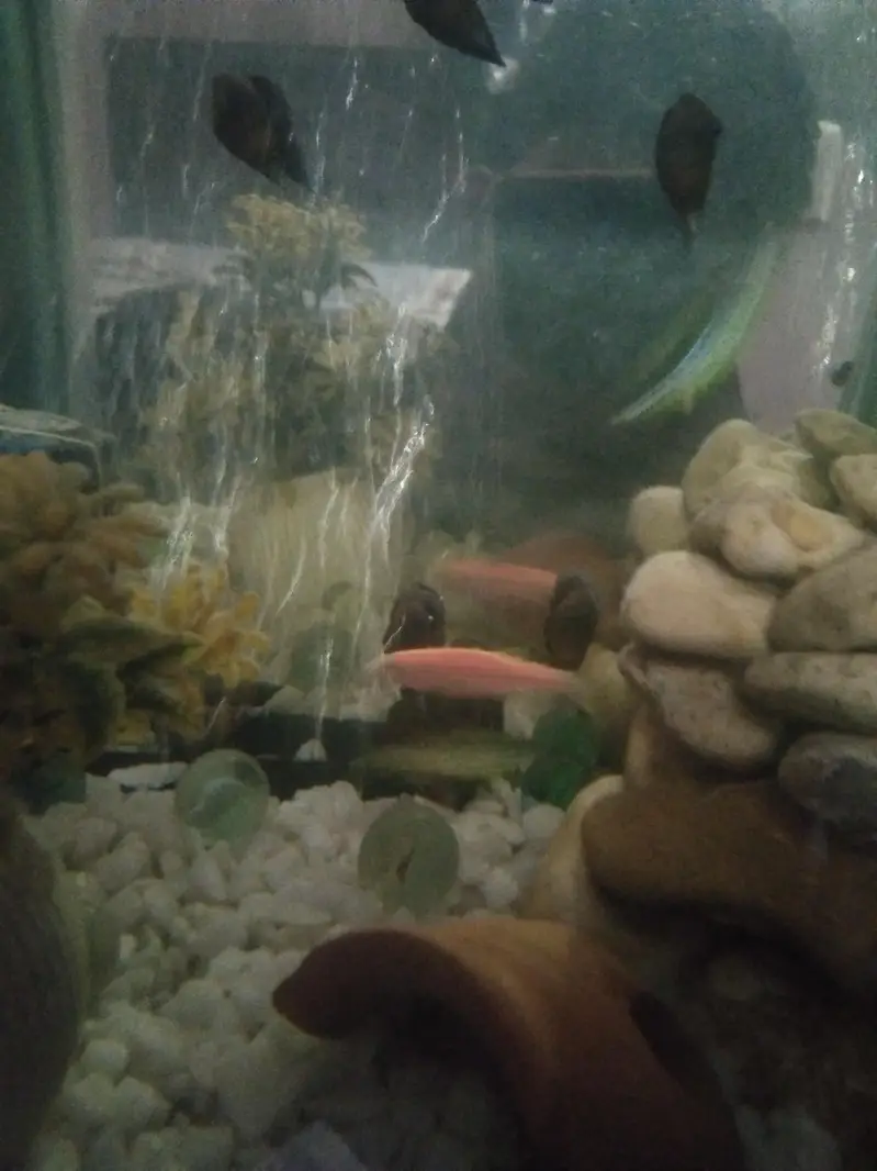 MYSTERIOUS SNAIL/APPLE POINTED SNAIL — photo 2