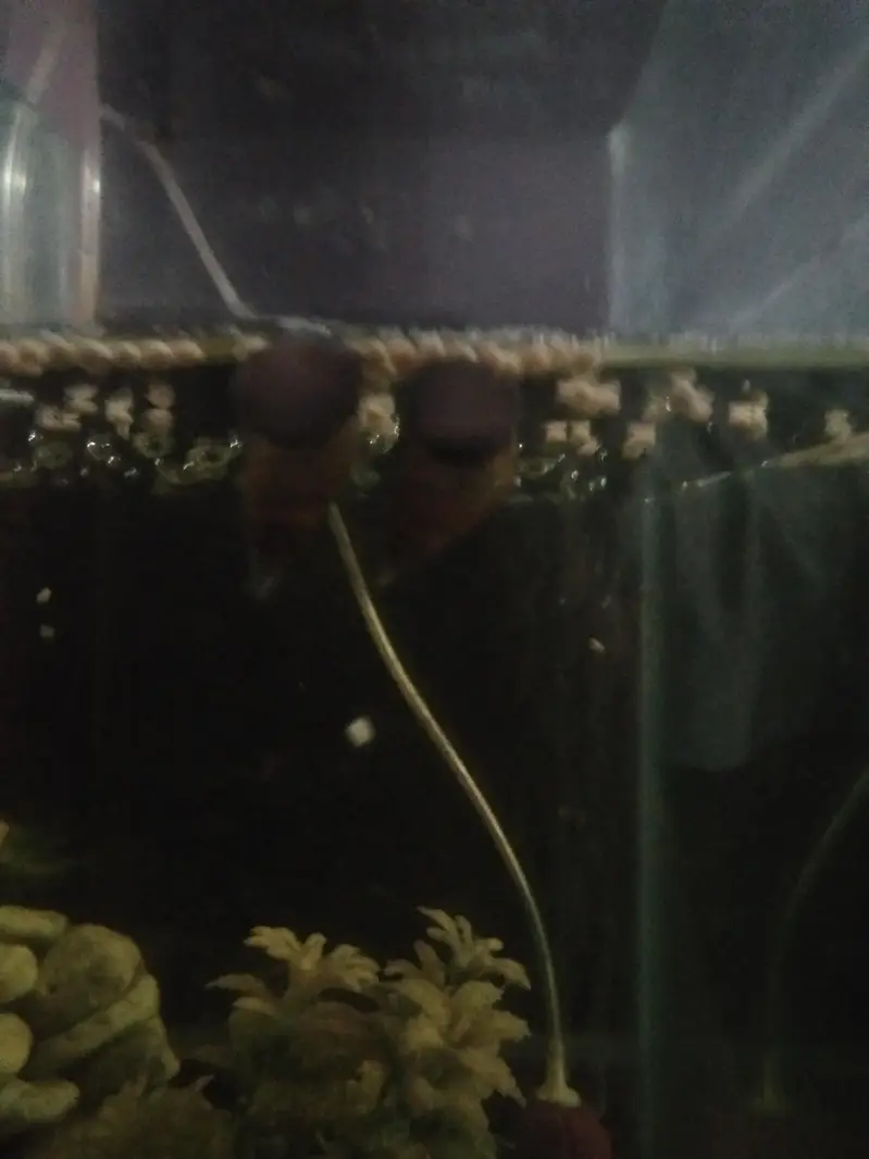 MYSTERIOUS SNAIL/APPLE POINTED SNAIL — photo 3