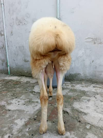 Gulabi Bacha For Sale